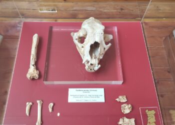 Fóssil de leopardo-das-neves descoberto  em Porto de Mós revela mistérios da espécie