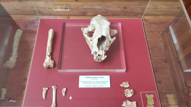 Fóssil de leopardo-das-neves descoberto em Porto de Mós revela mistérios da espécie
