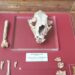 Fóssil de leopardo-das-neves descoberto em Porto de Mós revela mistérios da espécie
