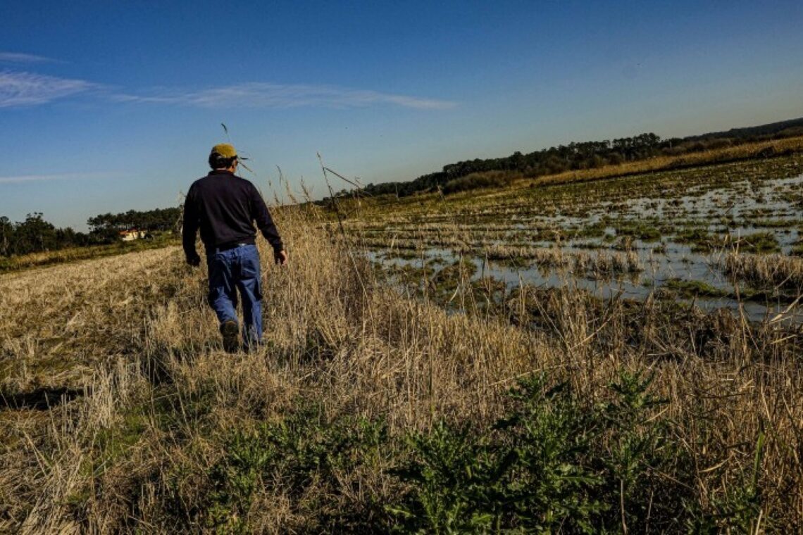 Campos do Lis é a zona do concelho com mais área disponível para espalhamentos