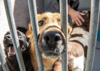 Nazaré requalifica e amplia Centro de Recolha Oficial de Animais