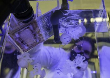 Investigação do Politécnico de Leiria defende que sucesso da conquista do espaço está no fundo do mar
