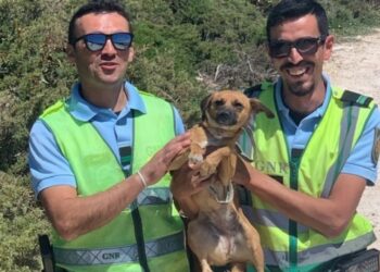 GNR regista 619 denúncias relacionadas com a protecção do ambiente e bem-estar animal