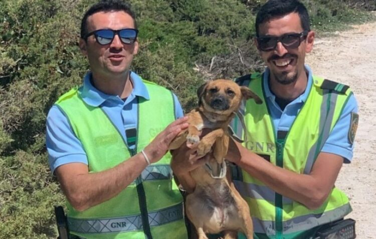 GNR regista 619 denúncias relacionadas com a protecção do ambiente e bem-estar animal