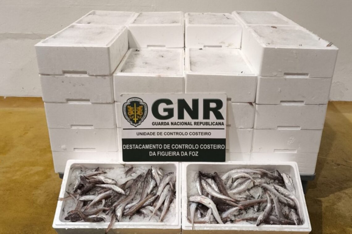 GNR apreende 240 quilos de pescada sub-dimensionada na Nazaré