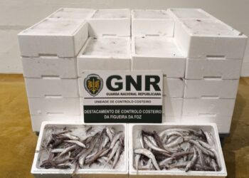GNR apreende 240 quilos de pescada sub-dimensionada na Nazaré