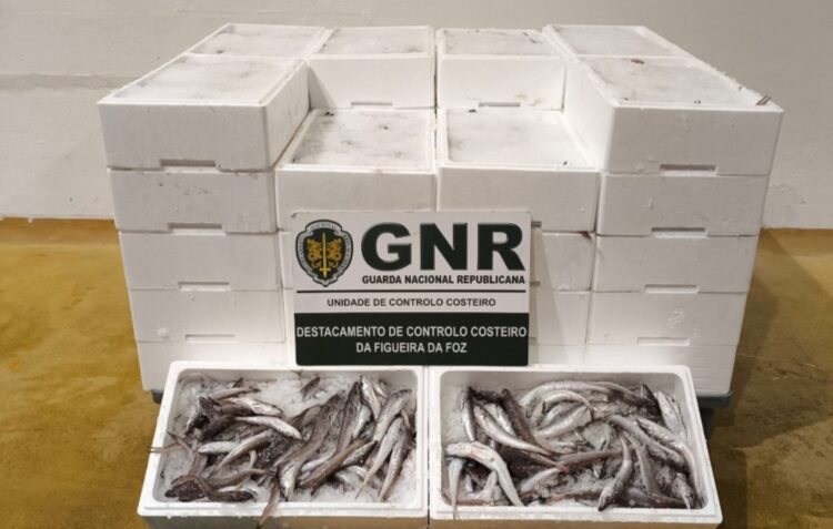 GNR apreende 240 quilos de pescada sub-dimensionada na Nazaré