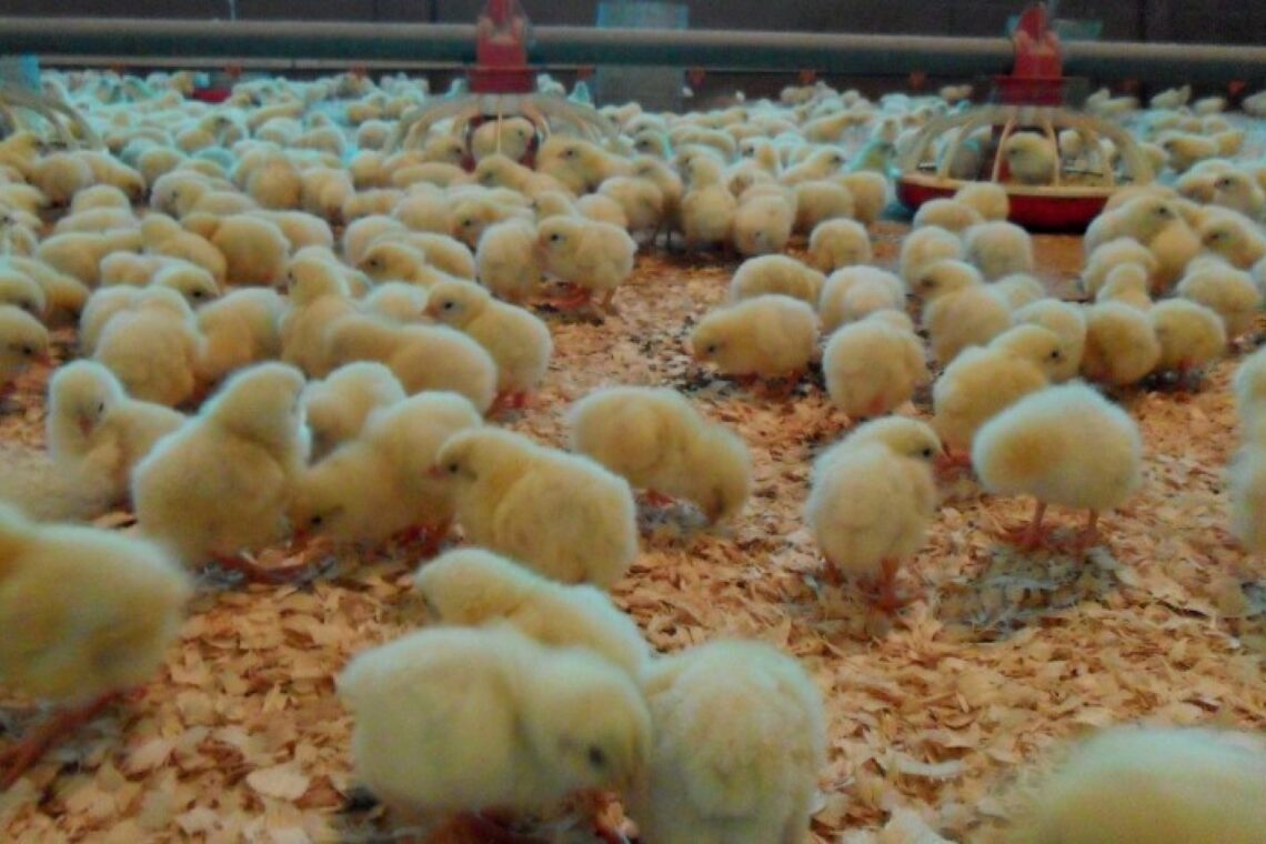 Dois novos focos de infecção por vírus da gripe aviária em Caldas da Rainha