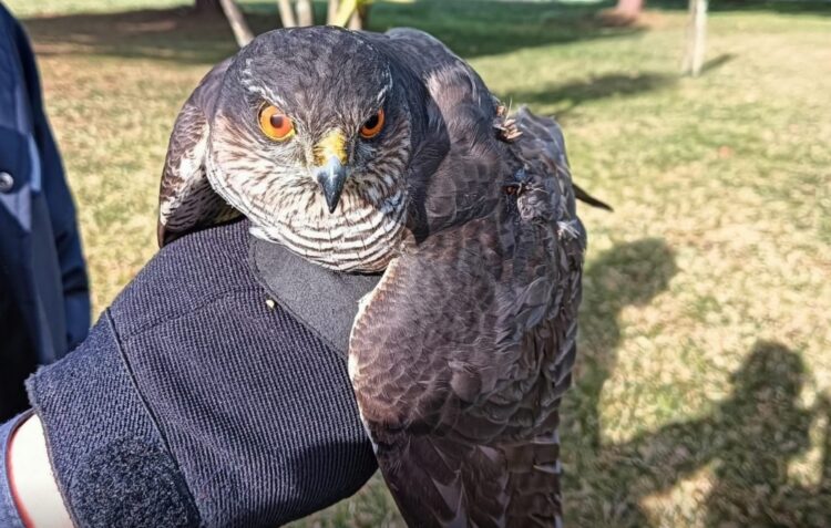 Polícia recolhe gavião juvenil e devolve raposa ao seu habitat natural