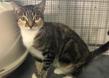 Câmara da Marinha Grande apela à adopção responsável de animais