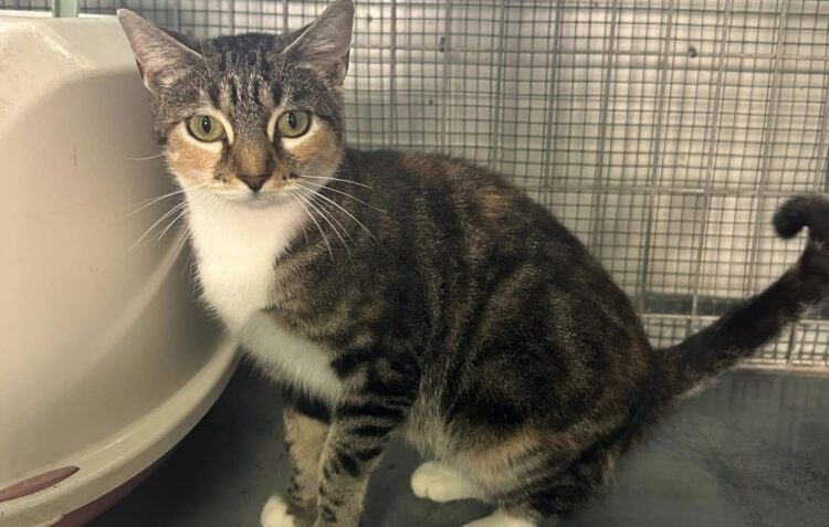 Câmara da Marinha Grande apela à adopção responsável de animais