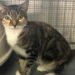 Câmara da Marinha Grande apela à adopção responsável de animais