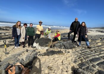 Extraído fóssil de dinossauro em Água de Madeiros