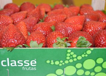 Frutas Classe vence categoria do Prémio Nacional de Agricultura