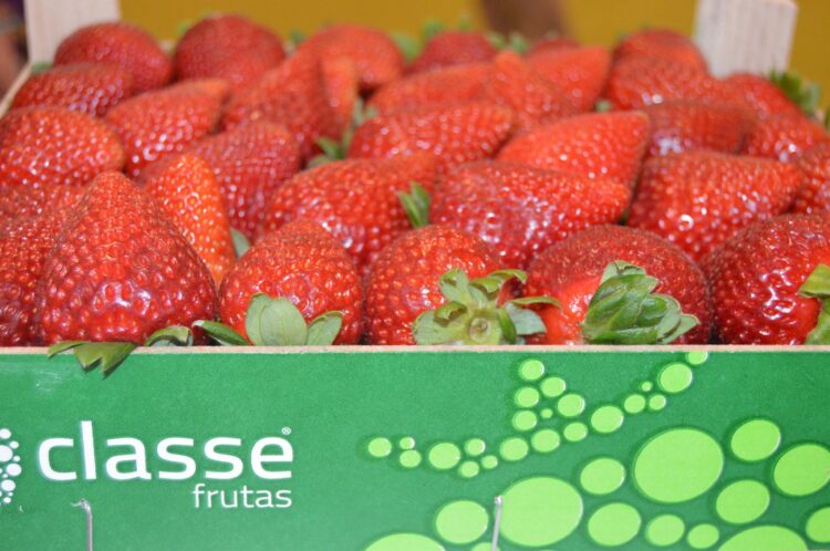 Frutas Classe vence categoria do Prémio Nacional de Agricultura