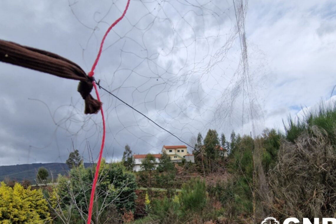 Homem detido em flagrante em Castanheira de Pera por caça ilegal
