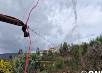 Homem detido em flagrante em Castanheira de Pera por caça ilegal