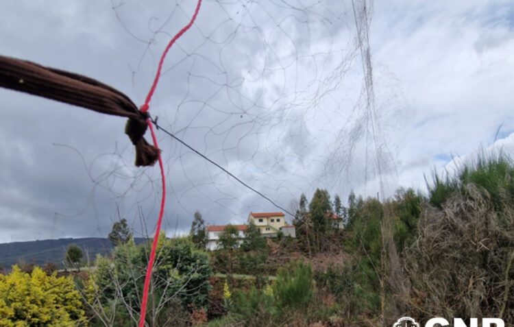 Homem detido em flagrante em Castanheira de Pera por caça ilegal