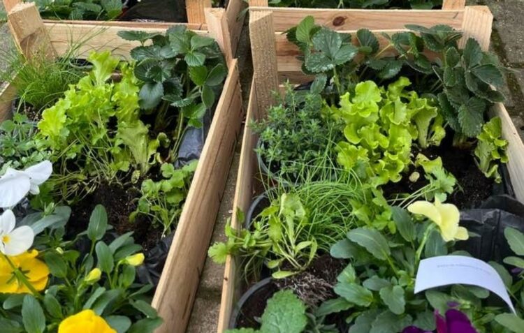 Escolas de Porto de Mós desenvolvem agricultura sustentável