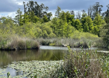 Plantio de espécies autóctones e remoção de plantas invasoras nas Lagoas da Mata do Urso