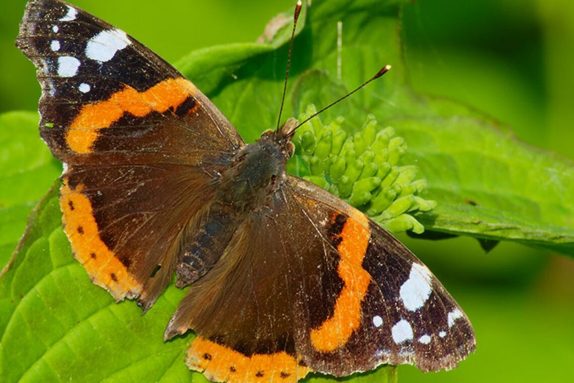 Almirante Vermelho (Vanessa atalanta)