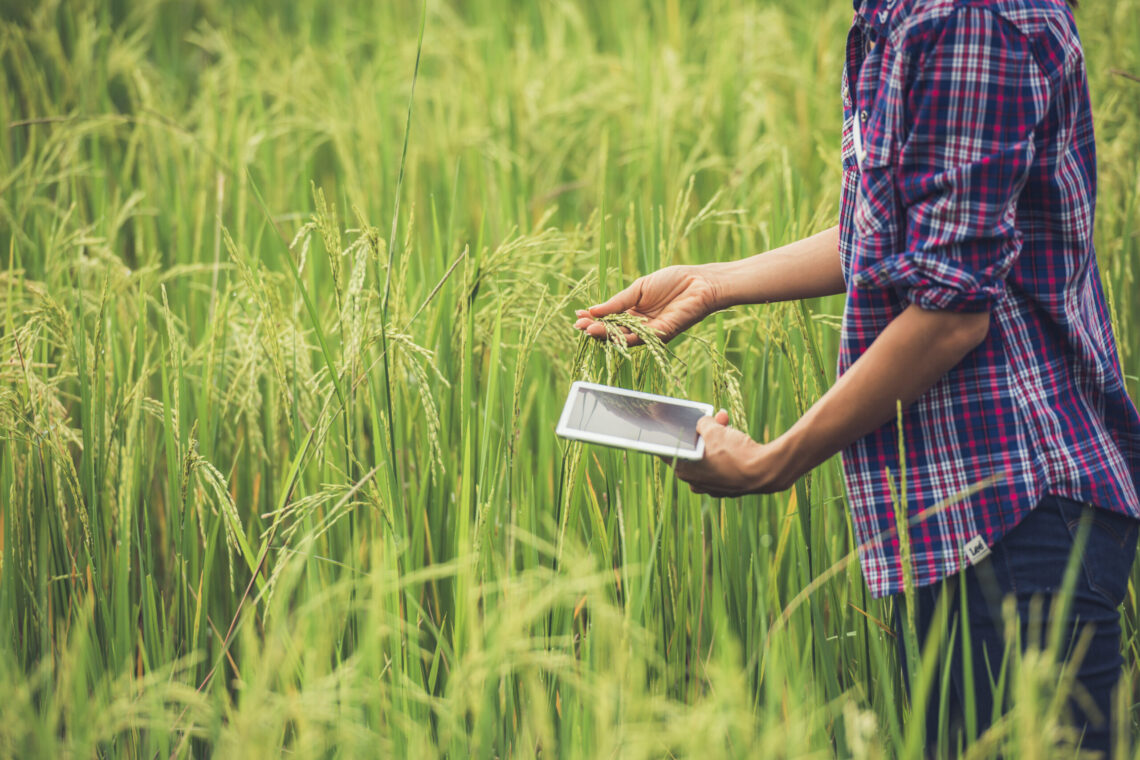 Portugal lidera no consumo de arroz, mas sufoca na sua produção