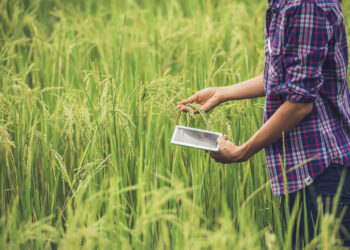 Portugal lidera no consumo de arroz, mas sufoca na sua produção