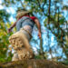 Leo Clube de Leiria apoia crianças com caminhada solidária