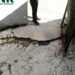 GNR detecta descarga ilegal de fossa doméstica para o solo em Alcobaça