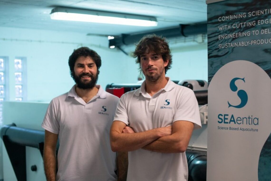 SEAentia estima produzir 700 toneladas de corvina por ano em Peniche