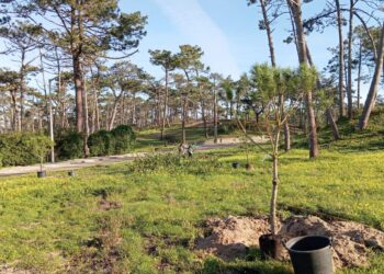 Município da Marinha Grande planta pinheiros-mansos em São Pedro de Moel