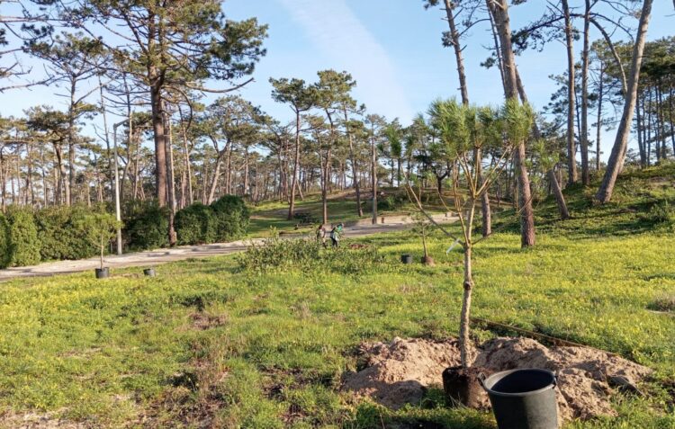 Município da Marinha Grande planta pinheiros-mansos em São Pedro de Moel