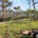 Município da Marinha Grande planta pinheiros-mansos em São Pedro de Moel