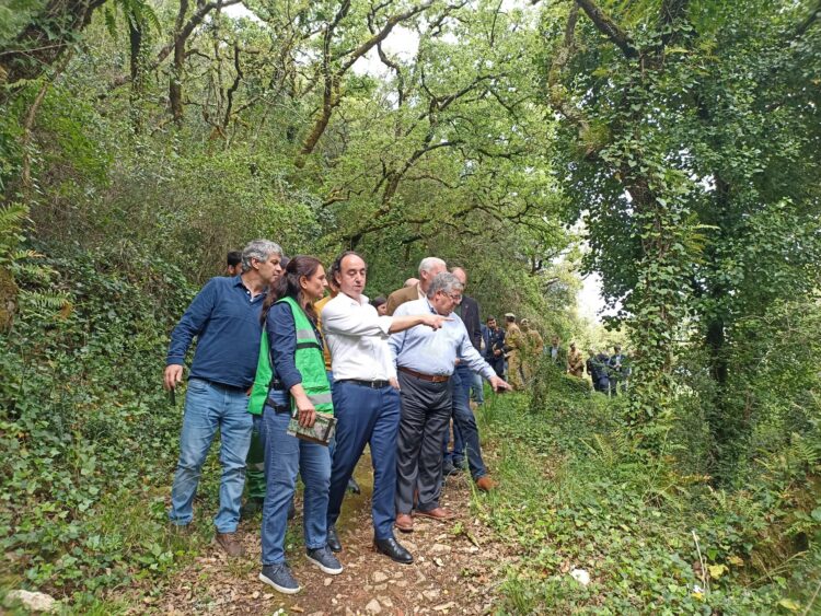 Porto de Mós quer recuperar carvalhal e transformá-lo em laboratório natural