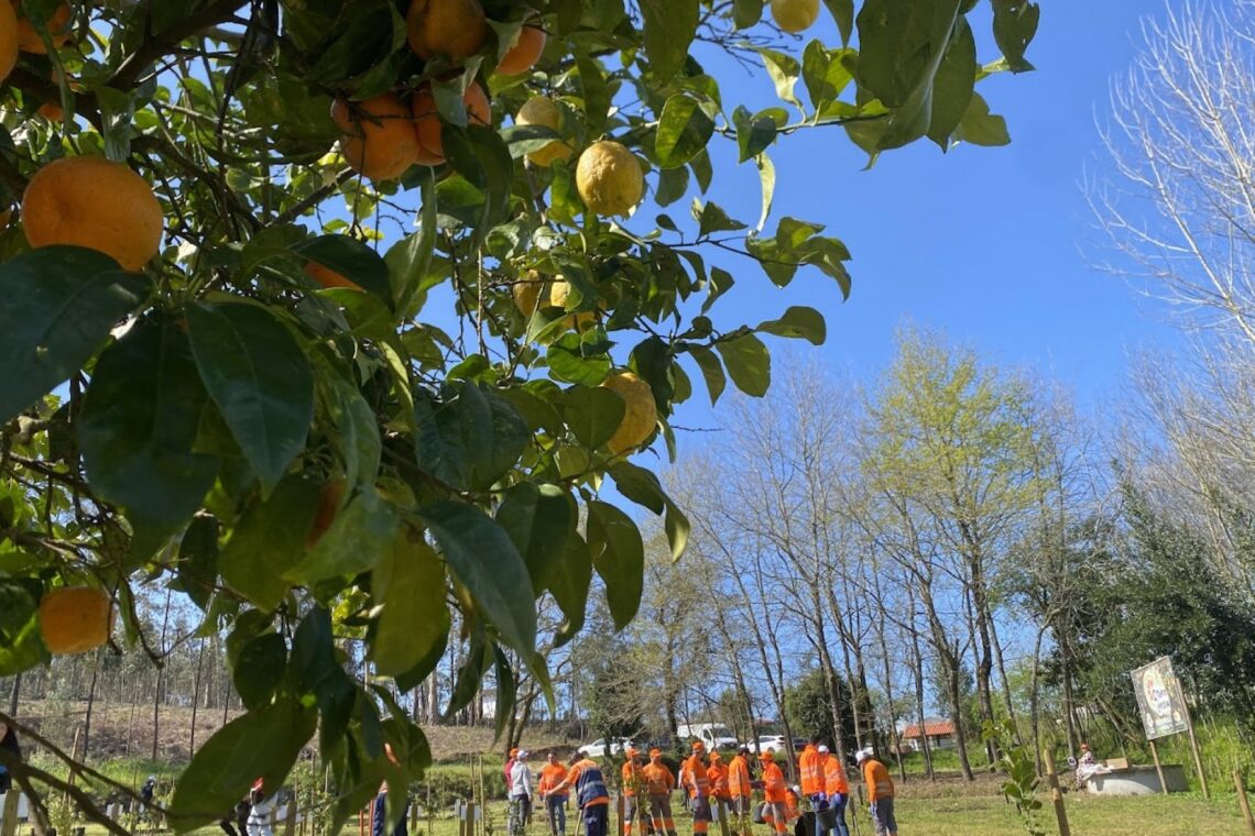 Na Citrinolâdia, é possível encontrar clementinas, limões, laranjas, tangerinas, yuzu, pomelos e até bonsais de citrinos