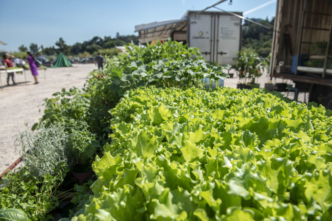 Feira do Levante volta a mudar-se para as Olhalvas