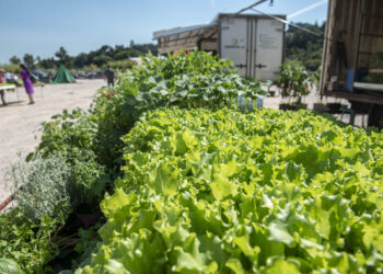 Feira do Levante de Leiria muda-se  para as Olhalvas a partir de amanhã, dia 8