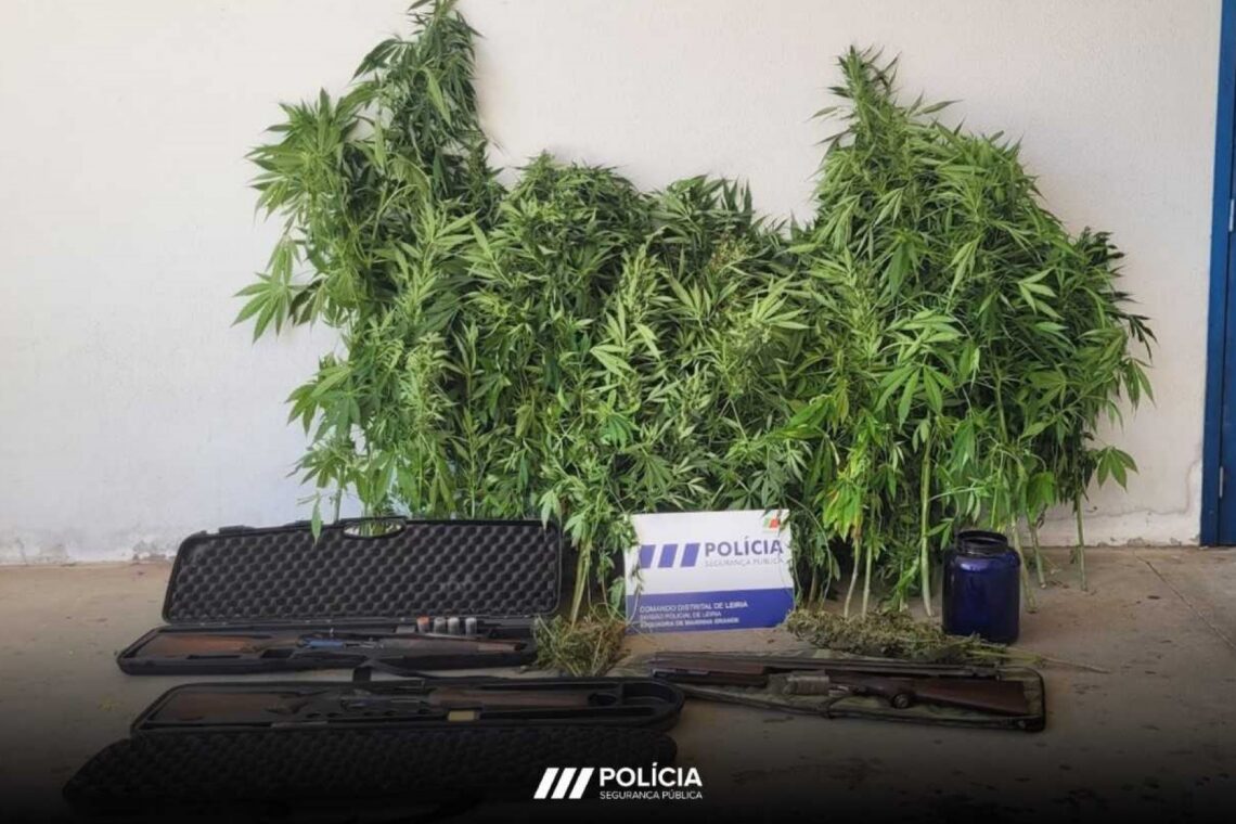 Suspeito de violência doméstica detido por cultivar cannabis em Leiria