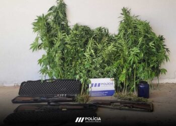 Suspeito de violência doméstica detido por cultivar cannabis em Leiria