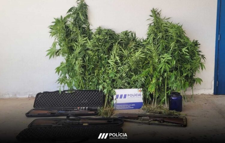Suspeito de violência doméstica detido por cultivar cannabis em Leiria