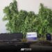 Suspeito de violência doméstica detido por cultivar cannabis em Leiria
