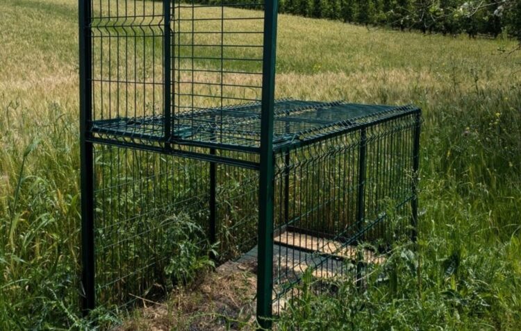 Homem condenado por caçar javalis de forma ilegal em Alcobaça