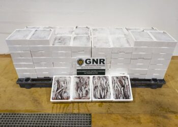 Mais de meia tonelada de pescada apreendida em Porto de Mós