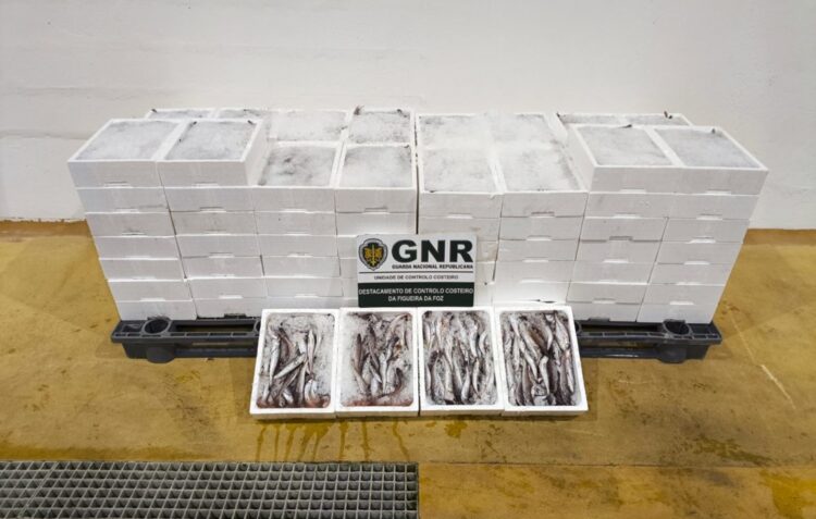 Mais de meia tonelada de pescada apreendida em Porto de Mós