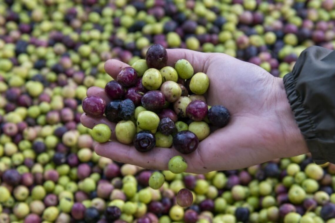 Lagares da região alimentam indústria de biomassa com caroços de azeitona