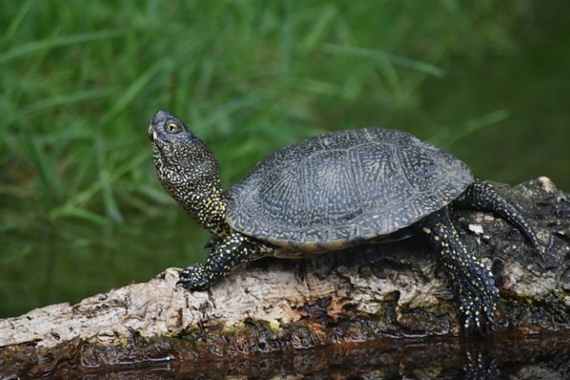 Reserva Natural Local do Paul de Tornada celebra 16 anos de existência