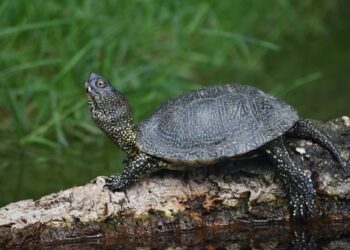 Reserva Natural Local do Paul de Tornada celebra 16 anos de existência