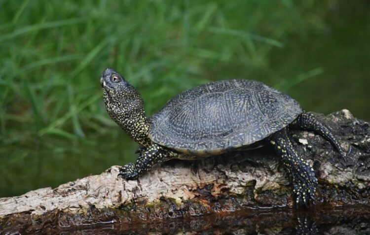 Reserva Natural Local do Paul de Tornada celebra 16 anos de existência