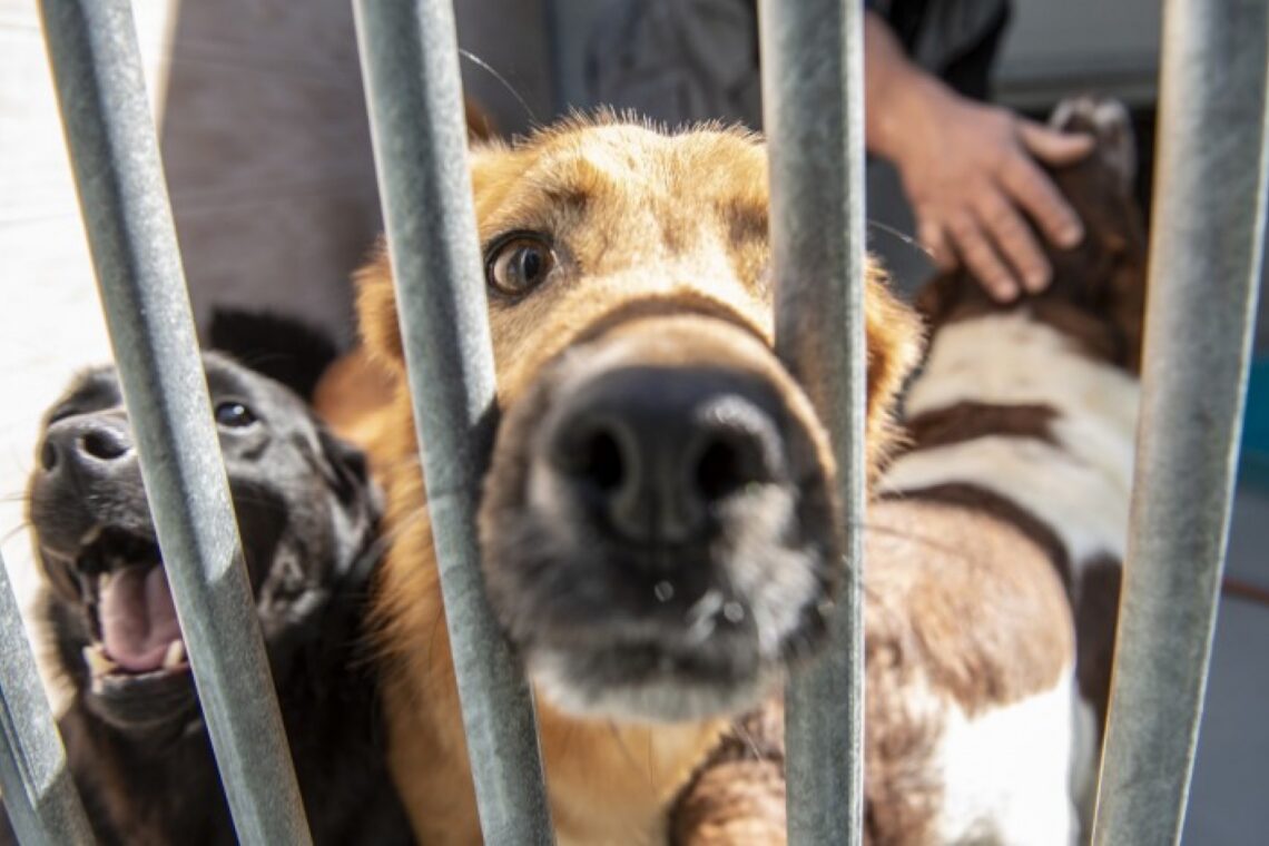 Peniche com concurso de 807 mil euros para construir centro de recolha animal
