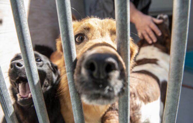 Peniche com concurso de 807 mil euros para construir centro de recolha animal